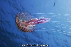 Jellyfish Pelagia Noctiluca
http://vittoriodurante.alter... by Vittorio Durante 